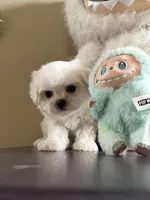 Snowy, a male Maltese for sale in Houston, TX – 2 of 5