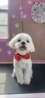 Snowy, a male Maltese for sale in Houston, TX – 4 of 5