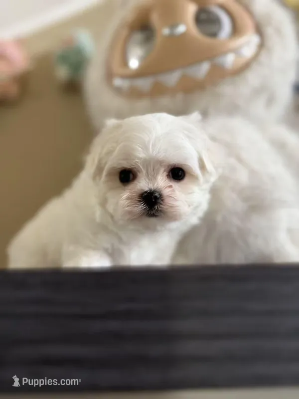 Snowy – Maltese puppy for sale in Houston, TX