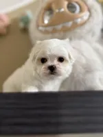 Snowy, a male Maltese for sale in Houston, TX – 1 of 5