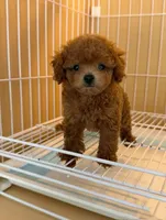 Aldi, a male Poodle - Toy  for sale in Houston, TX – 6 of 10