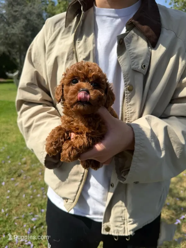 Coco – Poodle - Toy  puppy for sale in Houston, TX