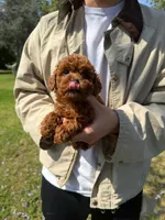 Coco, a female Poodle - Toy  for sale in Houston, TX – 2 of 6