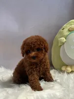 Rocky, a male Poodle - Toy  for sale in Houston, TX – 5 of 7