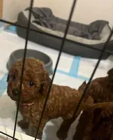 Coco, a female Poodle - Toy  for sale in Houston, TX – 2 of 4