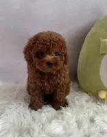 Rocky, a male Poodle - Toy  for sale in Houston, TX – 4 of 7