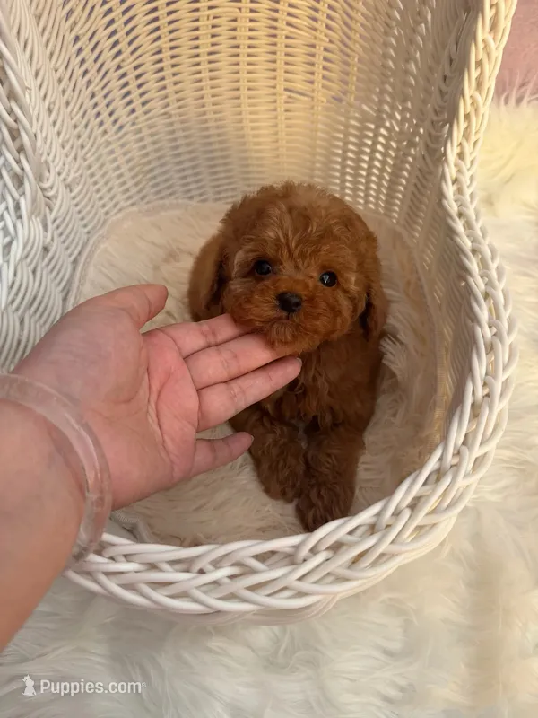 Rocky – Poodle - Toy  puppy for sale in Houston, TX