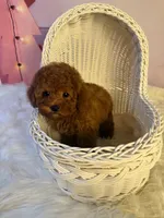 Rocky, a male Poodle - Toy  for sale in Houston, TX – 3 of 7