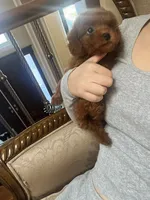 Aldi, a male Poodle - Toy  for sale in Houston, TX – 7 of 9