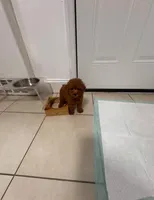 Coco, a female Poodle - Toy  for sale in Houston, TX – 4 of 4