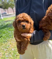 Coco, a female Poodle - Toy  for sale in Houston, TX – 3 of 6