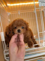 Aldi, a male Poodle - Toy  for sale in Houston, TX – 10 of 10