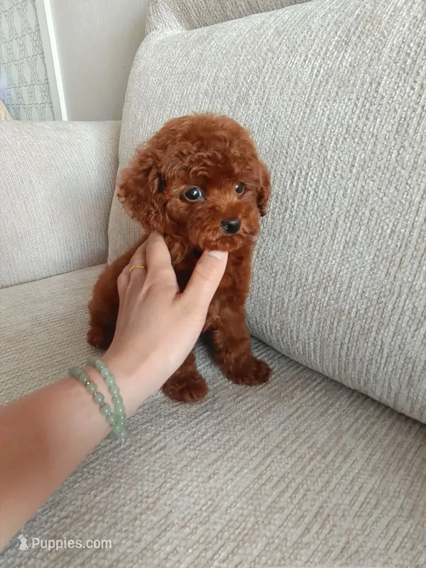 Aldi – Poodle - Toy  puppy for sale in Houston, TX