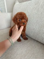Aldi, a male Poodle - Toy  for sale in Houston, TX – 1 of 10