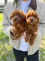 Coco, a female Poodle - Toy  for sale in Houston, TX – 5 of 6