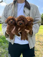 Coco, a female Poodle - Toy  for sale in Houston, TX – 6 of 6