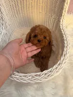 Coco, a female Poodle - Toy  for sale in Houston, TX – Photo 6 of 9