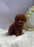 Coco, a female Poodle - Toy  for sale in Houston, TX – Photo 2 of 9