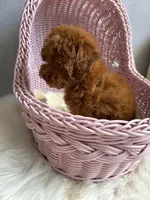 Coco, a female Poodle - Toy  for sale in Houston, TX – Photo 8 of 9