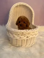 Coco, a female Poodle - Toy  for sale in Houston, TX – Photo 3 of 9