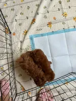 Coco, a female Poodle - Toy  for sale in Houston, TX – Photo 9 of 9