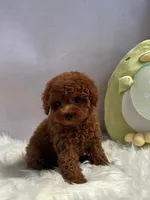 Coco, a female Poodle - Toy  for sale in Houston, TX – Photo 4 of 9