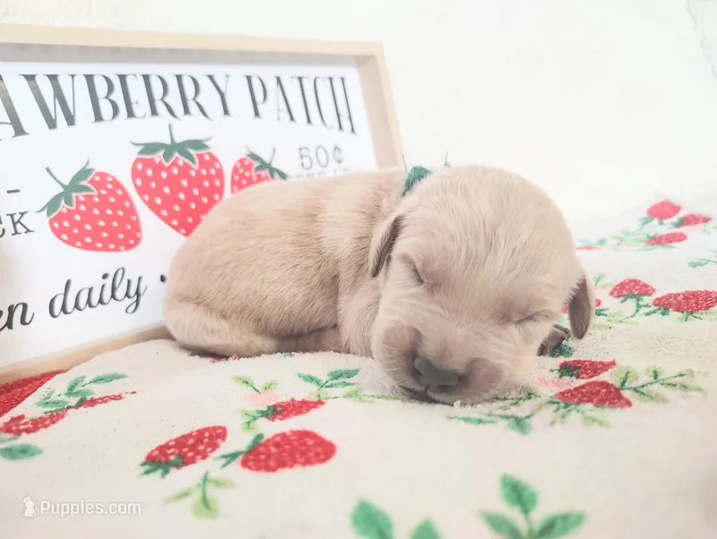 Green – Golden Retriever puppy for sale in Coleman, TX