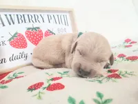 Green, a male Golden Retriever for sale in Coleman, TX – 1 of 4