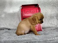 Weekend sale -Orange, a male Cavalier King Charles Spaniel for sale in Weatherford, TX – 3 of 6