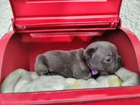 Opal, a female French Bulldog for sale in Coleman, TX – 5 of 5