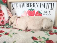 Light Pink, a female Golden Retriever for sale in Coleman, TX – 3 of 4