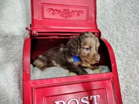 Long hair-Kit Kat, a male Miniature Dachshund for sale in Coleman, TX – 5 of 5
