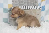 Hot cocoa , a male Chihuahua for sale in Weatherford, TX – 2 of 7