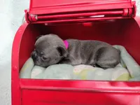 Pearl, a female French Bulldog for sale in Coleman, TX – 4 of 4