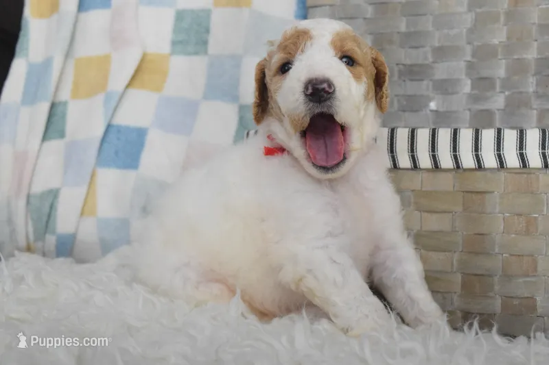 Red Collar – Goldendoodle puppy for sale in Coleman, TX