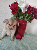 Hot cocoa , a male Chihuahua for sale in Coleman, TX – 7 of 8