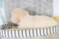 Light Pink, a female Golden Retriever for sale in Weatherford, TX – 2 of 3