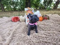 Pearl, a female French Bulldog for sale in Coleman, TX – 3 of 4