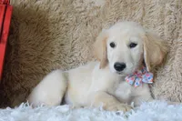 Peach, a female Golden Retriever for sale in Coleman, TX – 5 of 10