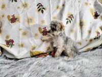 Teacup -McLaren, a male Maltipoo for sale in Weatherford, TX – 3 of 4