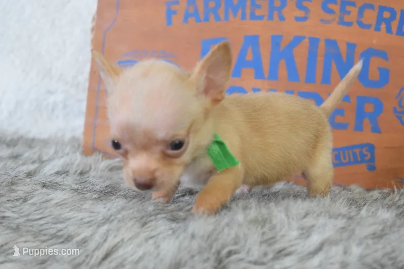 Baby blue  – Chihuahua puppy for sale in Coleman, TX