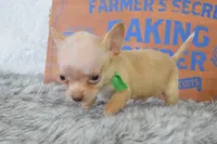 Baby blue , a male Chihuahua for sale in Coleman, TX – 1 of 5