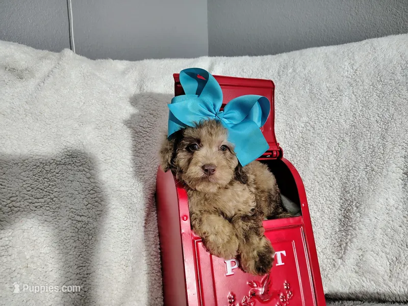Blue-medium – Goldendoodle puppy for sale in Coleman, TX