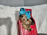 Blue-medium, a male Goldendoodle for sale in Coleman, TX – 1 of 6