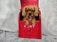 Weekend sale -Orange, a male Cavalier King Charles Spaniel for sale in Weatherford, TX – 4 of 6