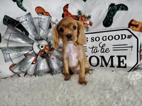 Orange, a male Cavalier King Charles Spaniel for sale in Coleman, TX – 5 of 6