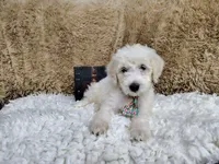 Green, a male Goldendoodle for sale in Coleman, TX – 6 of 7