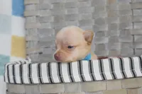 Baby blue , a male Chihuahua for sale in Coleman, TX – 2 of 5