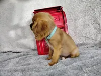 Weekend sale -Orange, a male Cavalier King Charles Spaniel for sale in Weatherford, TX – 2 of 6