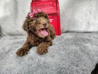 Neon pink- medium , a female Goldendoodle for sale in Coleman, TX – 5 of 7